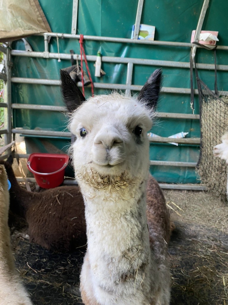 Alpaka im Stall, dahinter ruhen weitere Tiere im Stroh
