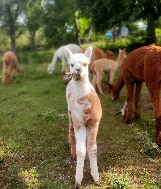 Junges Alpaka blickt in die Kamera, dahinter grast die Herde auf der Wiese